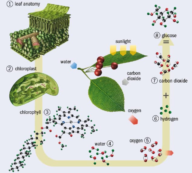 Diagram of photosynthesis