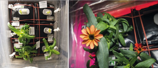 Photo of Zinnia flowers on the ISS
