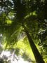 Palm tree