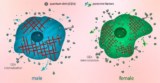 Responses to nanoparticles depend on cell sex.