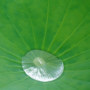 Lotus leaf with water