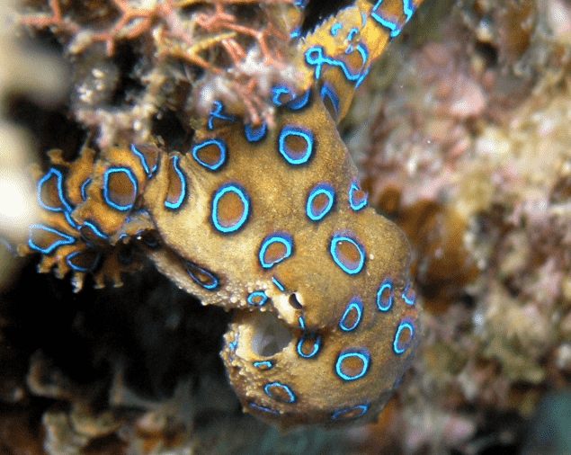 Greater blue-ringed octopus