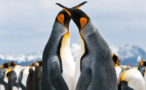 Pair of king penguins