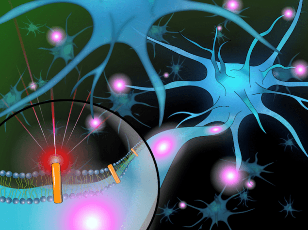Semiconductor nanorods will help monitor neural activities