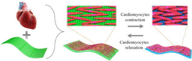 Making bioinspired self-regulated structural colour hydrogels