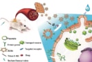 Preparing biofunctionalized liposome-like nanovesicles