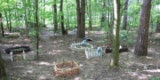 Pet animal cemetery in a Russian urban forest