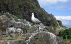 Thank the seabirds