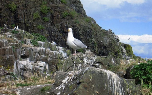 Thank the seabirds Thank the seabirds