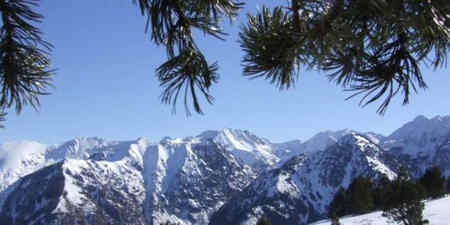 Pinus mugo in the French Pyrenees