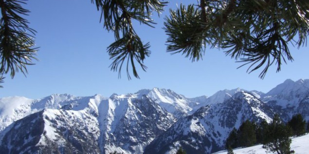 Pinus mugo in the French Pyrenees Pinus mugo in the French Pyrenees