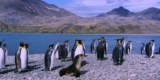 King penguins