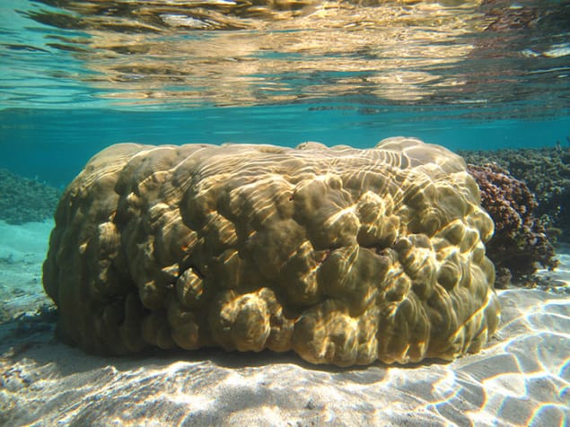 Porites coral