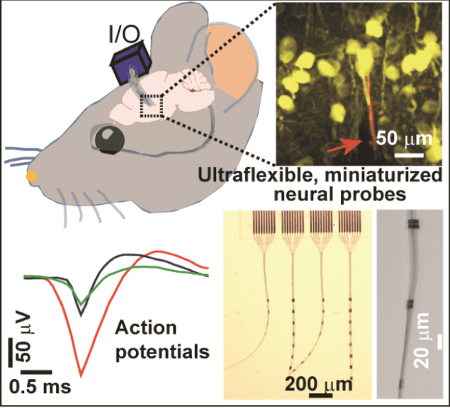 Ultraflexible miniaturized neural probes