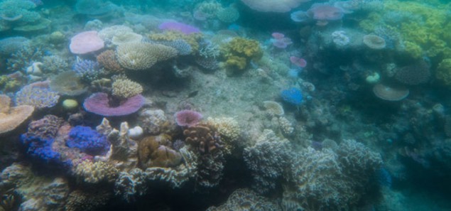 Coral bleaching