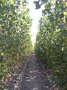 Bioenergy
