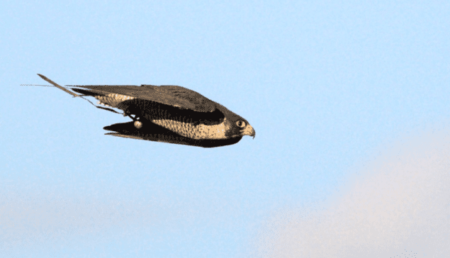 Peregrine falcon