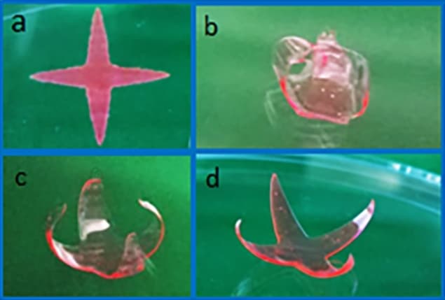 Images of a 4D bioprinted star structure