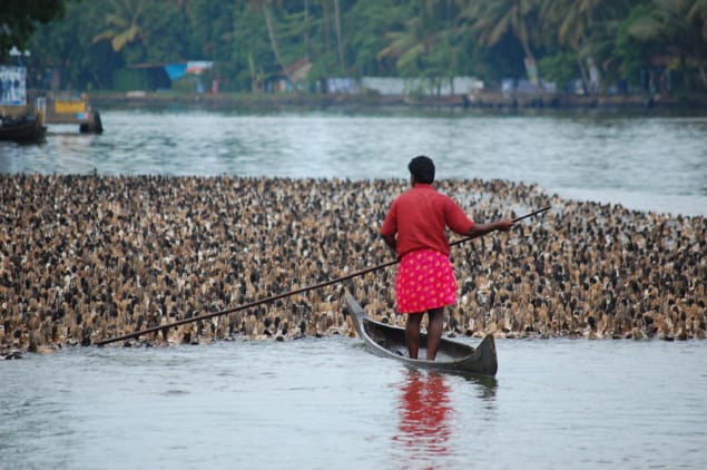 Duck farming