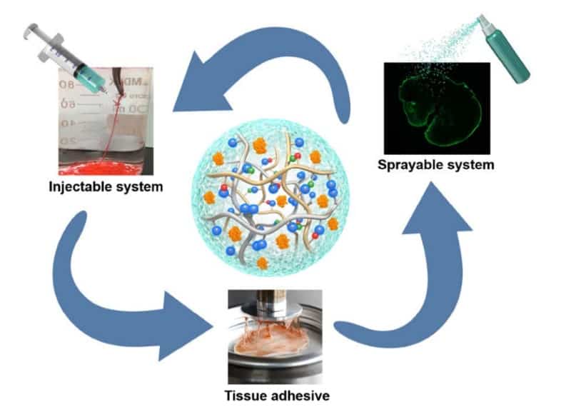 New mussel-inspired surgical protein glue: Close wounds, open medical  possibilities