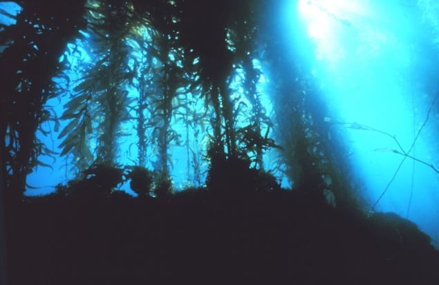 Photo of kelp forest off California