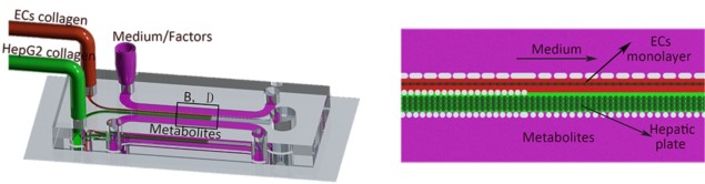 CreatingDiagram showing the formation of the liver-sinusoid-on-a-chip