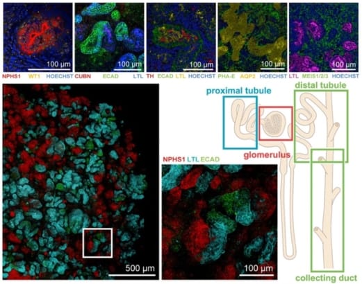 One step closer for kidney tissue engineering – Physics World