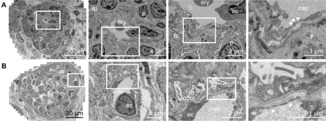 Vascularized glomerular structures