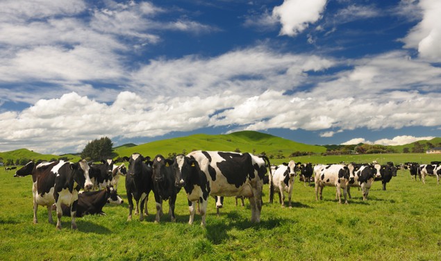 Photo of cow livestock