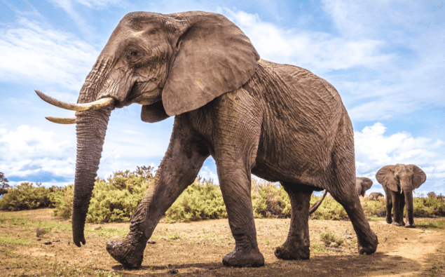 African elephants