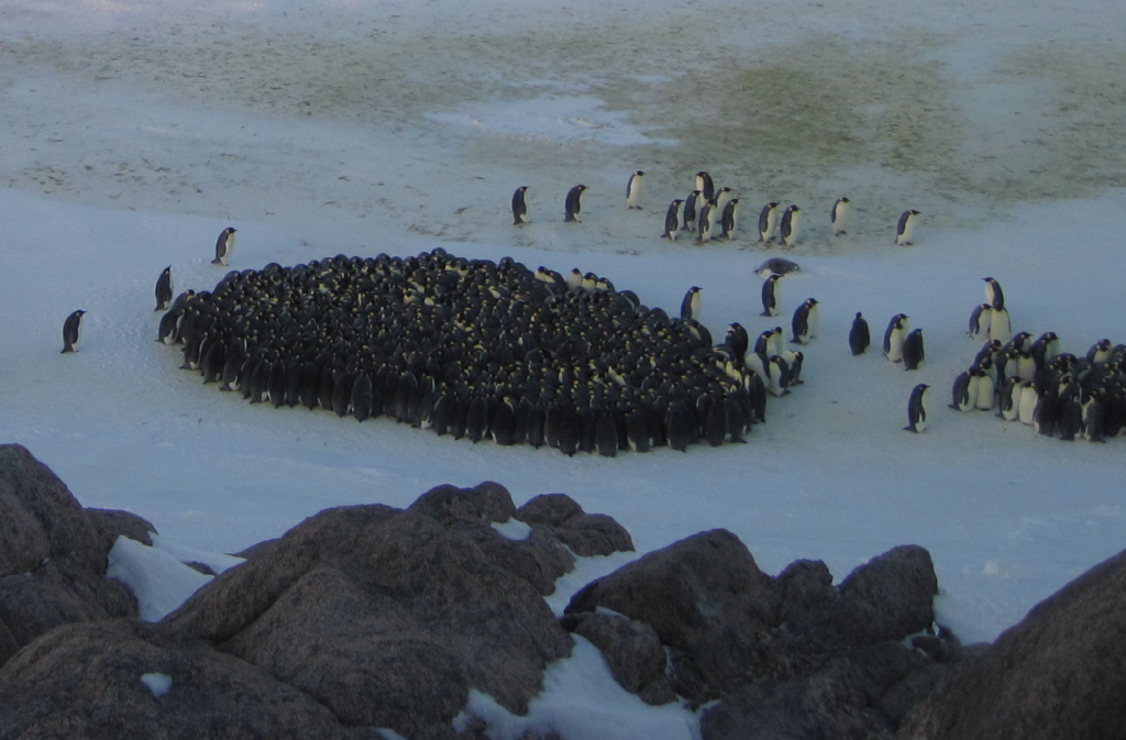 huddling emperor penguins undergo phase transition scientific advertising