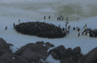penguin huddle