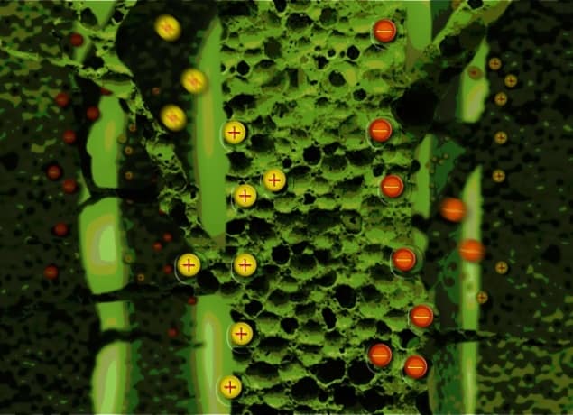 A schematic representation of how a hierarchical porous structure promotes supercapacitance in electrode materials derived from plants