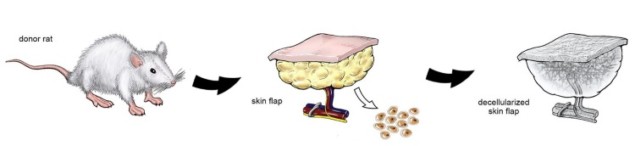 Schematic representation of decellularization process