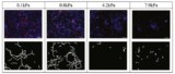 Neural stem cells cultured on softer materials