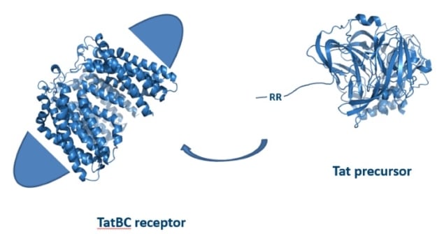 Receptor TatBC recognizes substrates with twin arginine (RR) signal