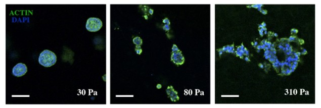 Increasing matrix stiffness enhances cell invasion