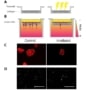 Seeding cells on irradiated and non-irradiated matrices