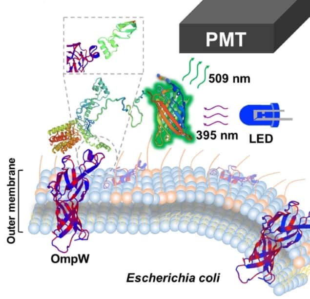 Molecular details of the sensor (click to zoom)