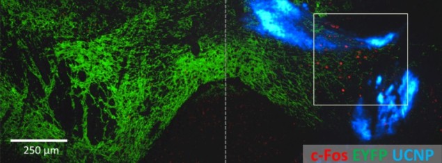 Non-invasive activation of neurons in the mouse brain