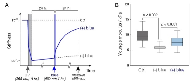 Effect of UV and blue light exposure on hydrogel stiffness