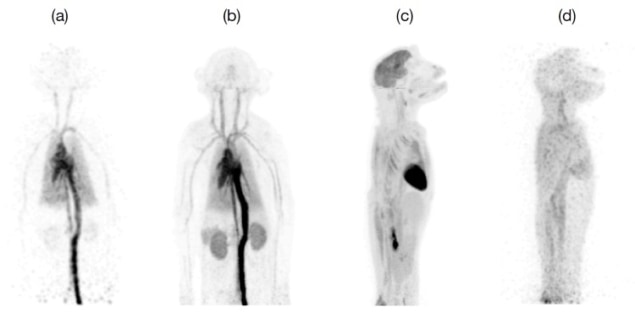 Images from the FDG rhesus monkey study