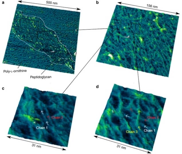 AFM images of peptidoglycan from bacterial cell walls