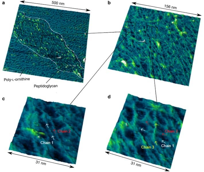 AFM images of peptidoglycan from bacterial cell walls