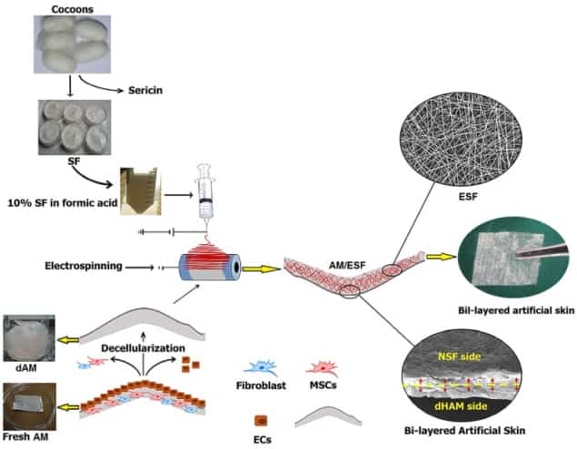Preparation of the artificial skin (click to zoom) Preparation of the artificial skin (click to zoom)