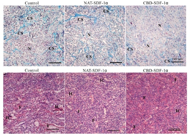 Staining of regenerated tendons