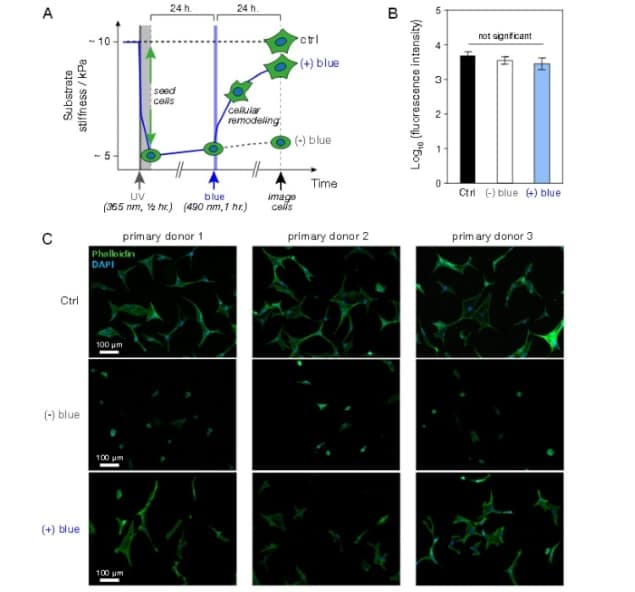 Effects of hydrogel stiffness on cell morphology