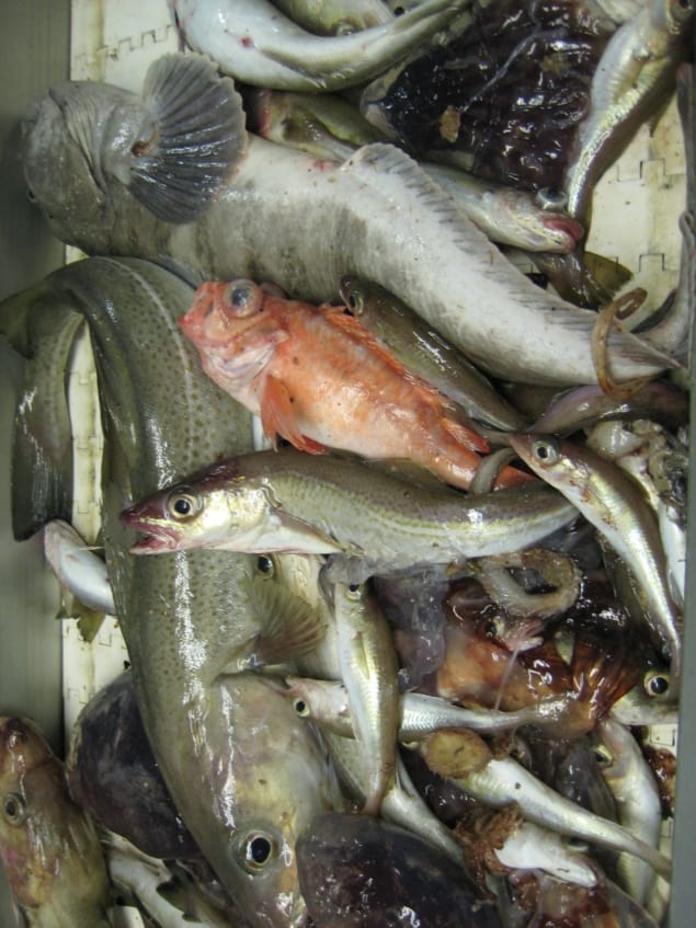 Photo of Atlantic cod and other fish species