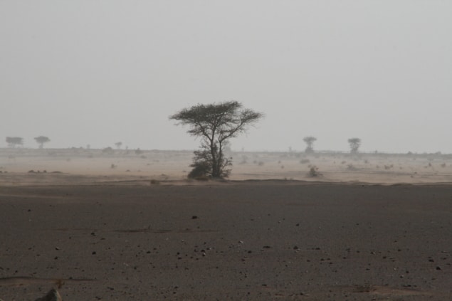 Photo of tree in desert. Courtesy: tuarek [CC BY-SA 3.0 (https://creativecommons.org/licenses/by-sa/3.0)], via Wikimedia Commons