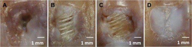 A photo of bone regeneration in rabbits
